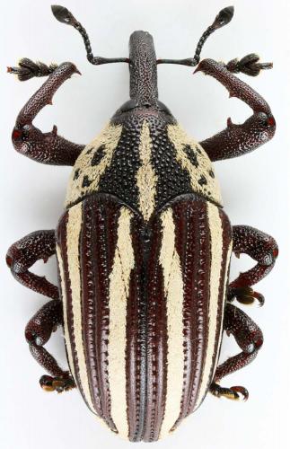 Réf. 191 572 : Sternuchopsis sp.
